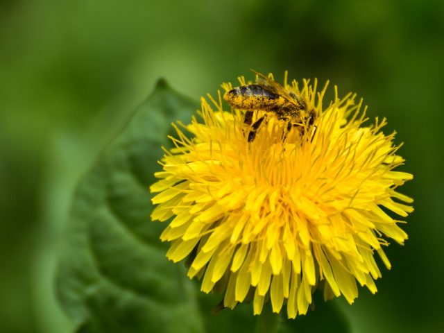 Stratégies pour atténuer les allergies saisonnières au quotidien