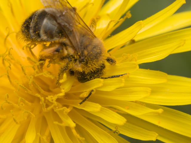 Dès le printemps, conseils pour mieux vivre les allergies saisonnières