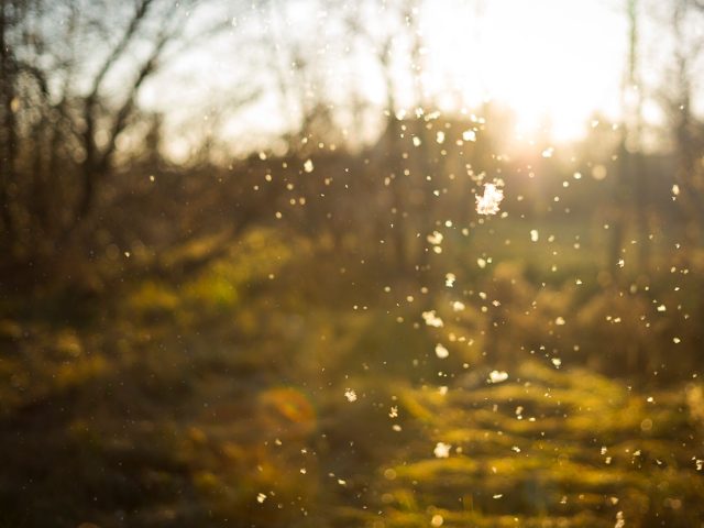 Stratégies efficaces pour lutter contre les allergies saisonnières