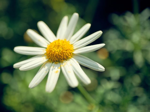 Allergies saisonnières : conseils pratiques pour mieux les gérer